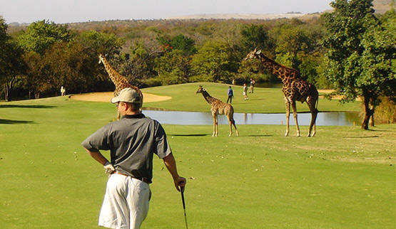 Golf safari at Hans Merensky Golf Course near Kruger Park.